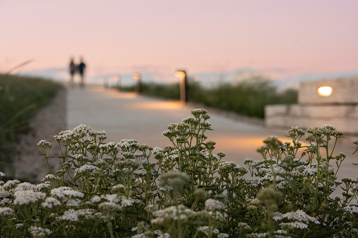 TRPL Green Roof Plants, Credit:  Threefold