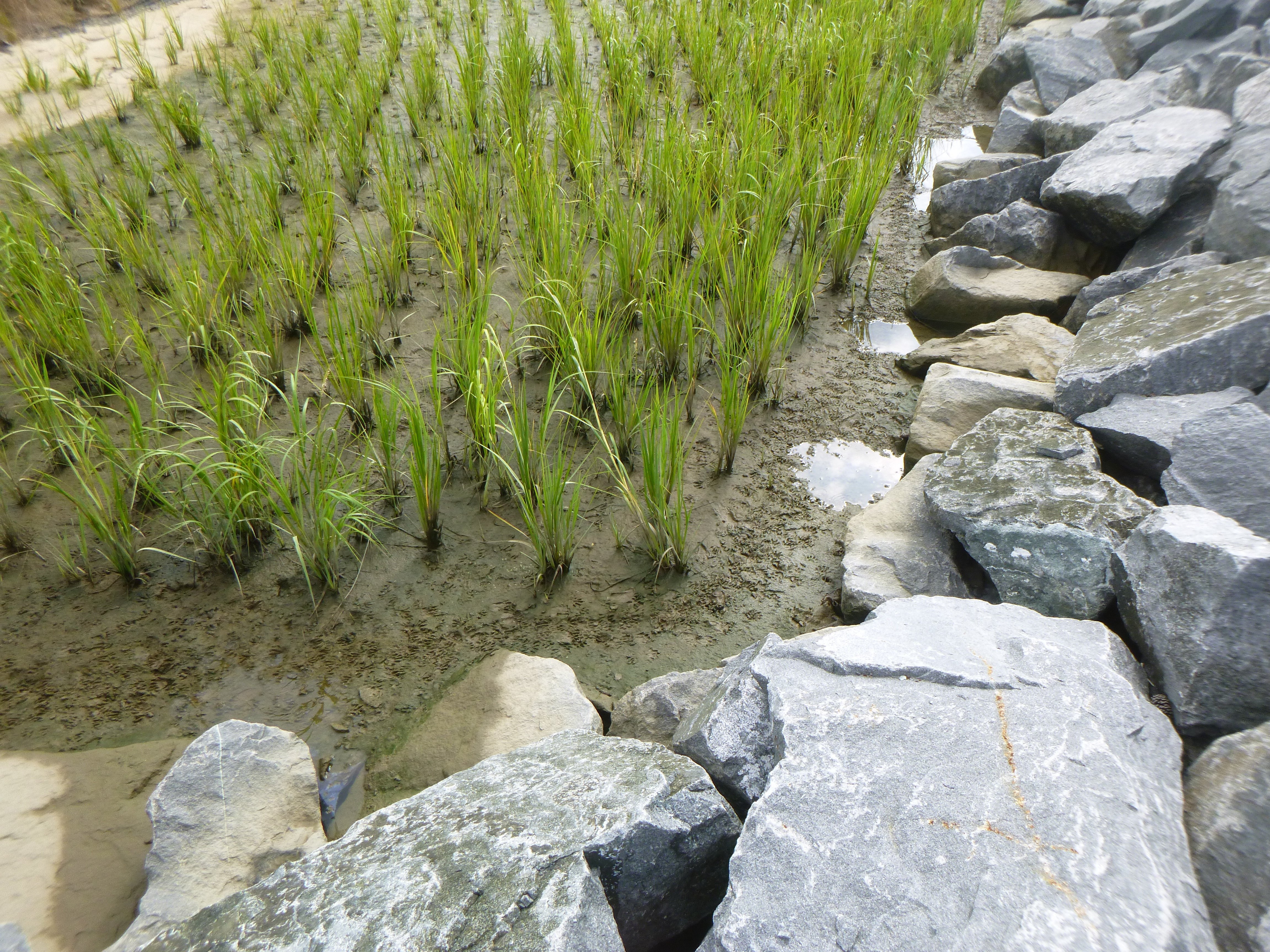 Belle Isle marsh plantings after 2