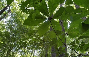 Explore-Plant-Life-Woodland-Trail-Handout