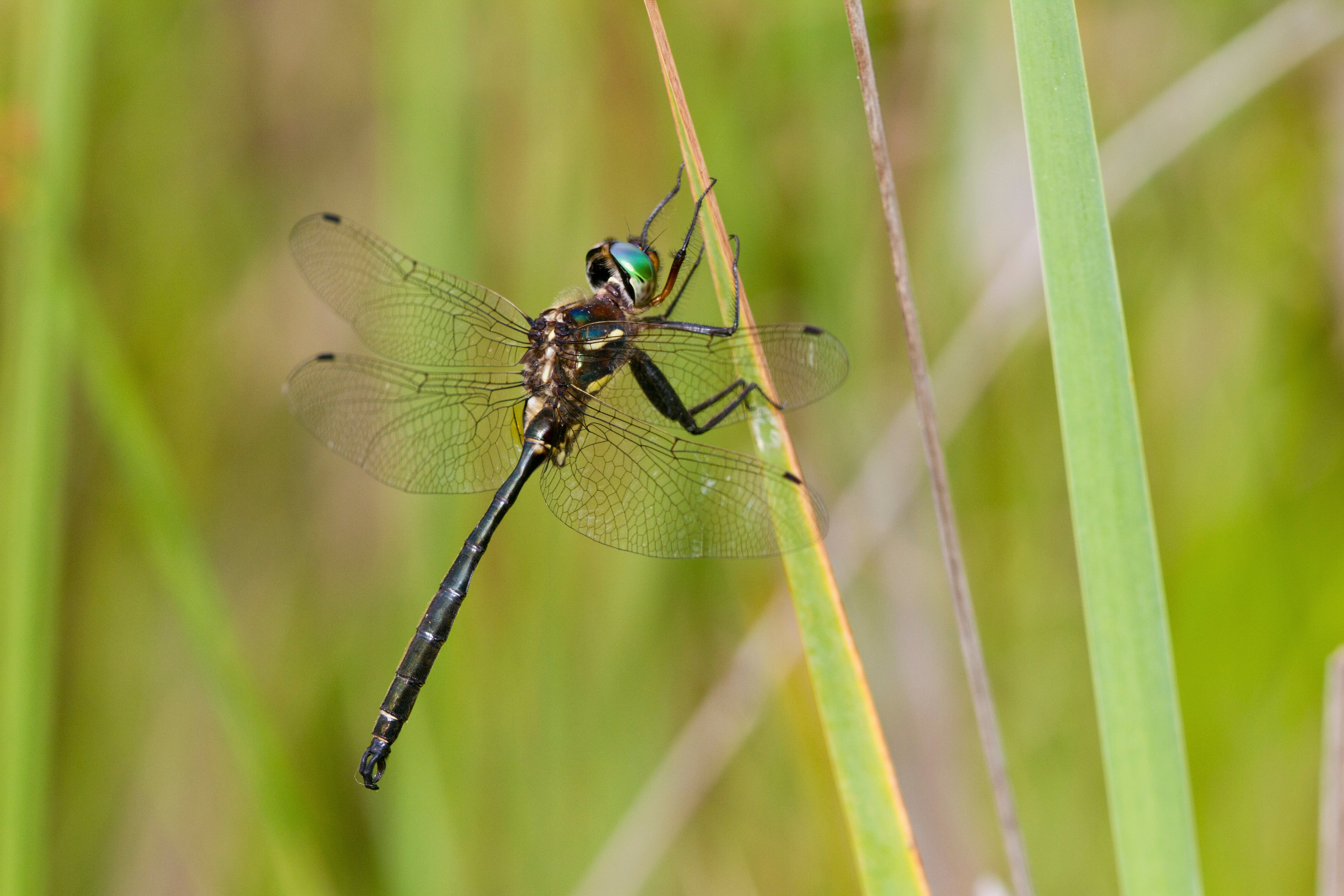 Hines emerald