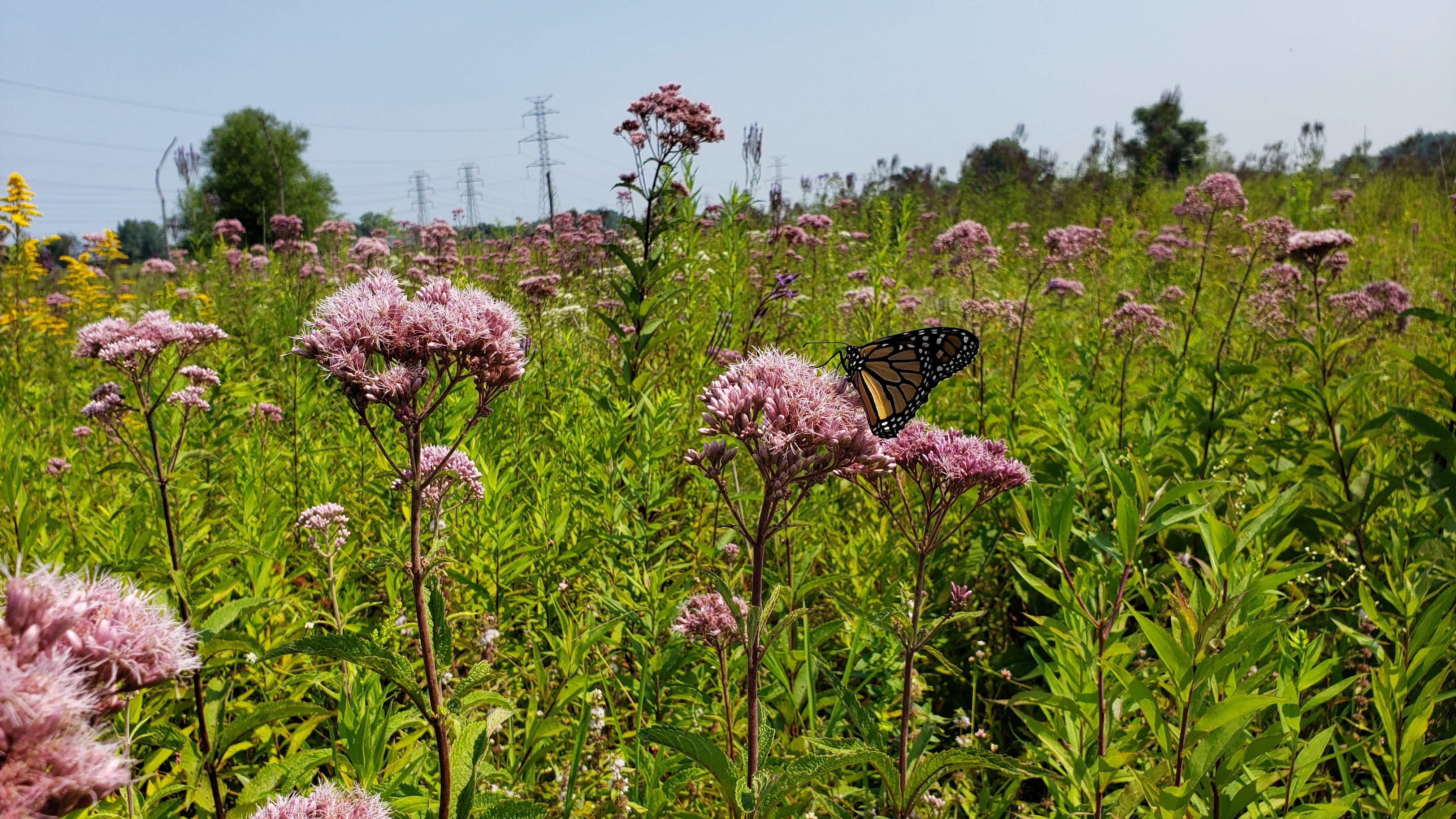 Monarch at 134th Street & Highland-Junction Mitigation (NIPSCO)
