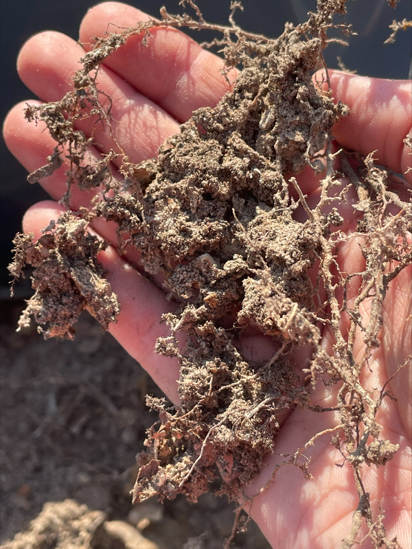 Mycorrhizal fungi-1
