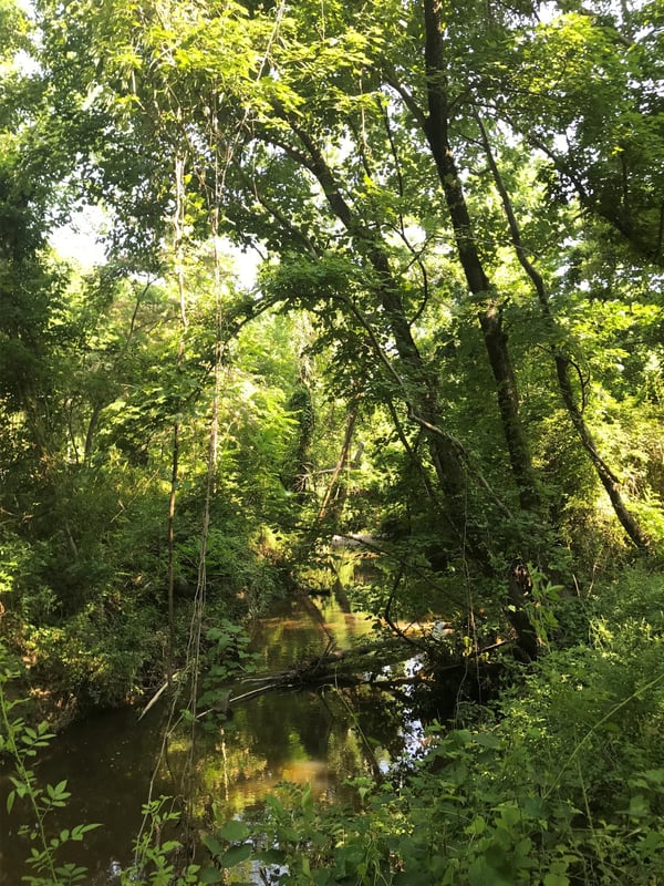 Pre-construction site conditions
