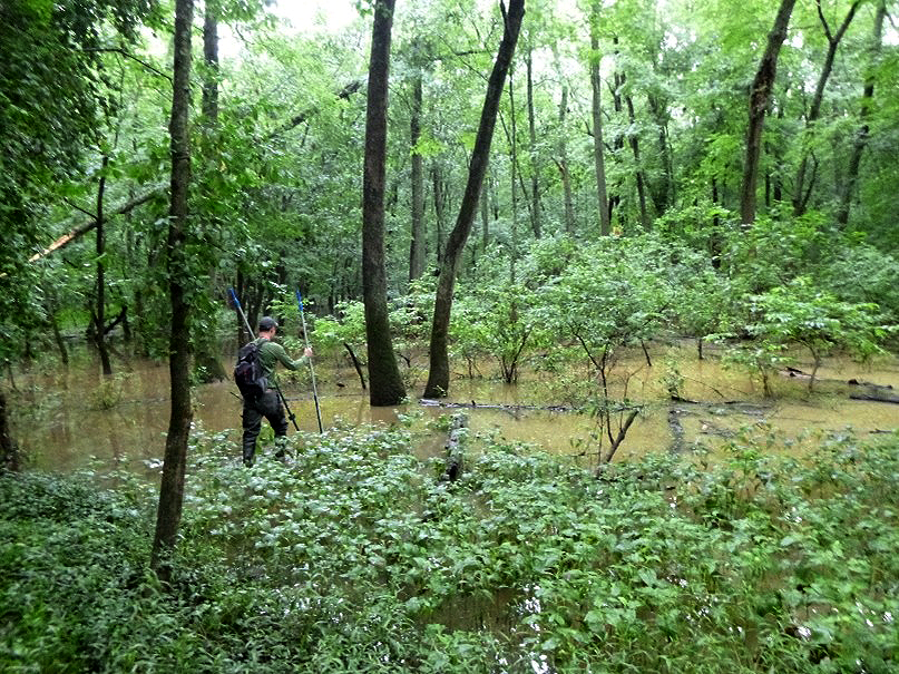 RES certified bat surveyor