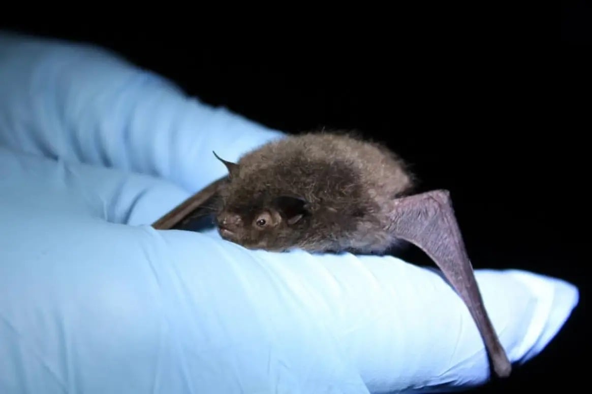 indiana bat_gio pambianchi