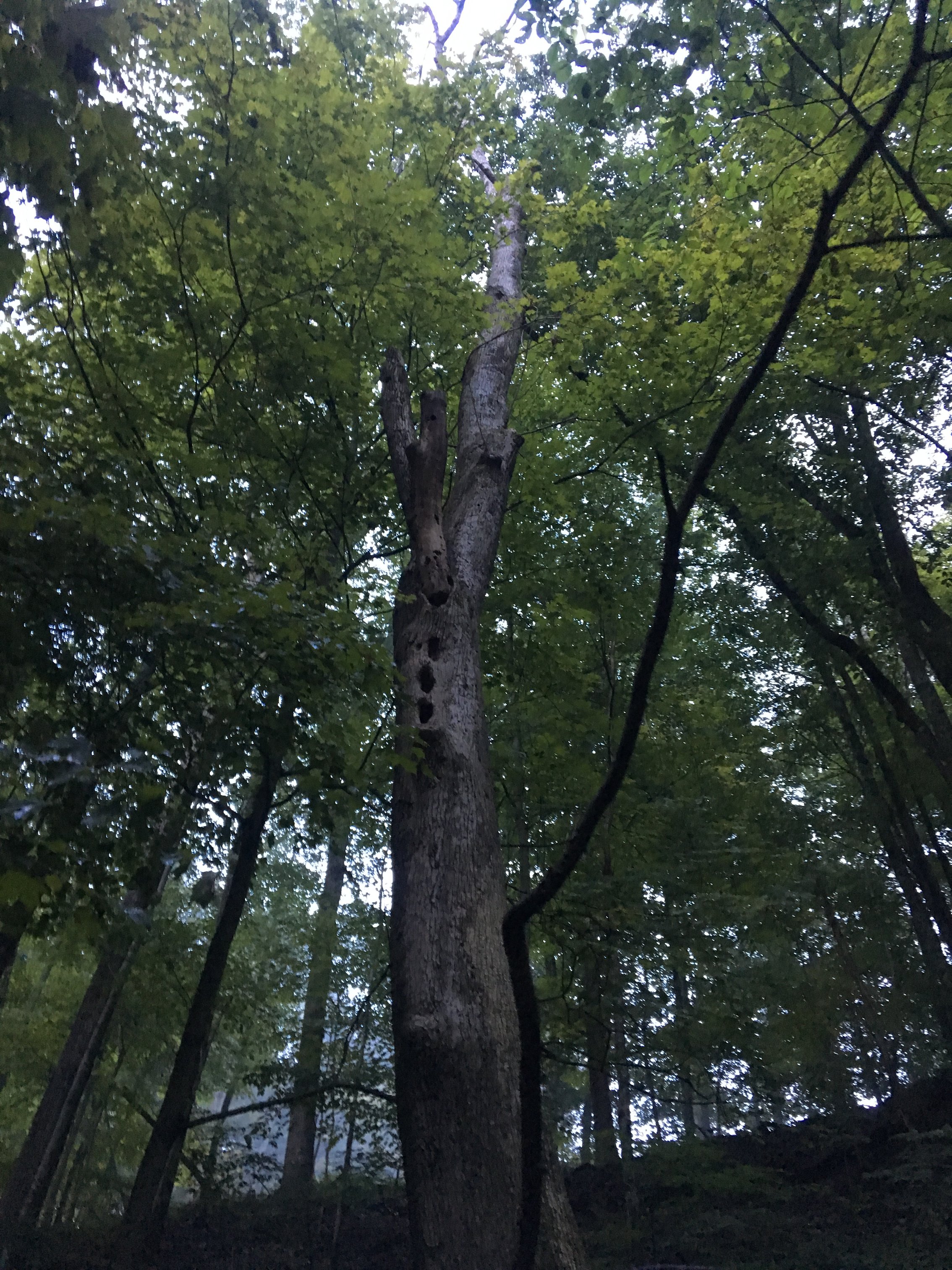 Northern long eared bat roost tree