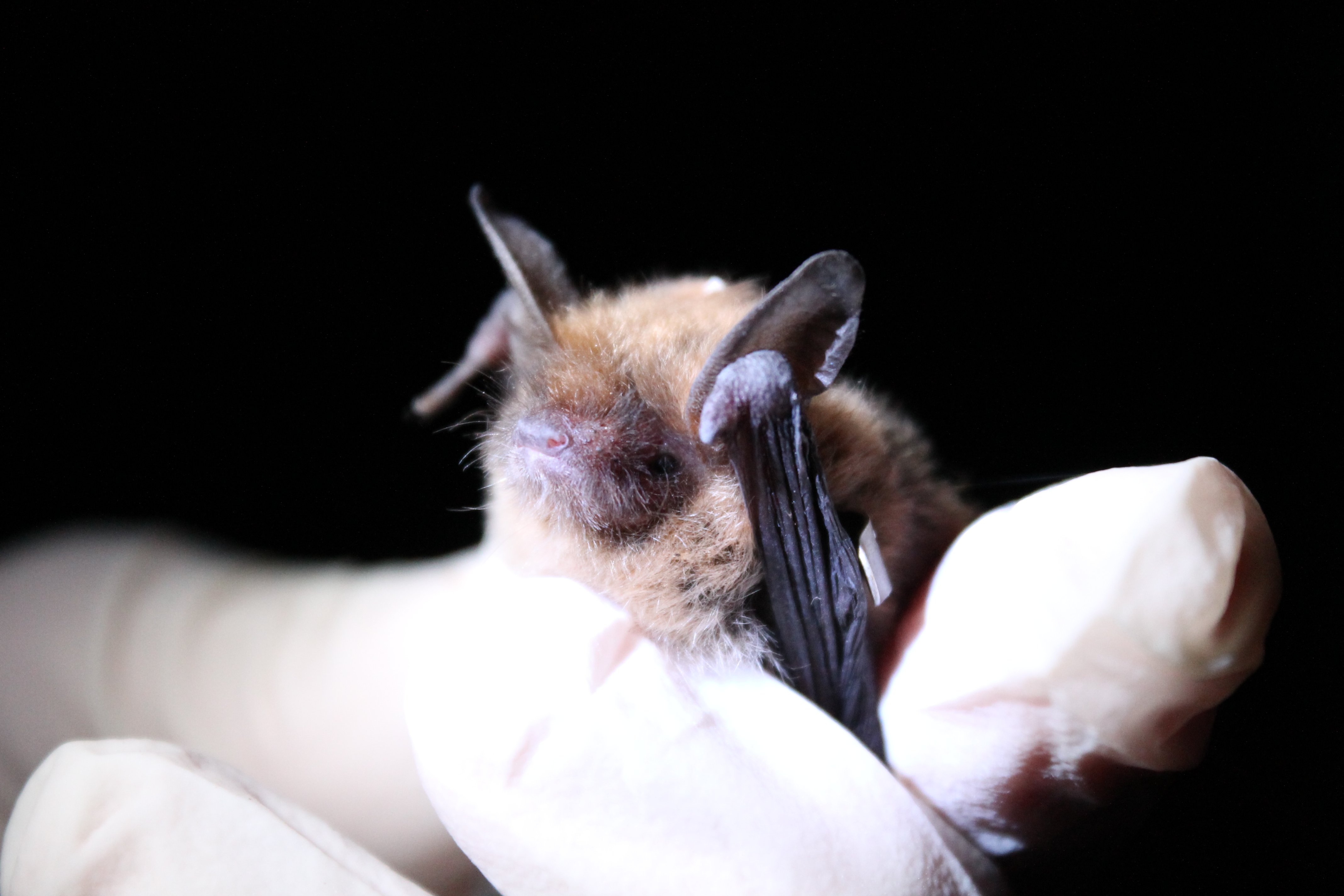 Northern long eared bat with wing band