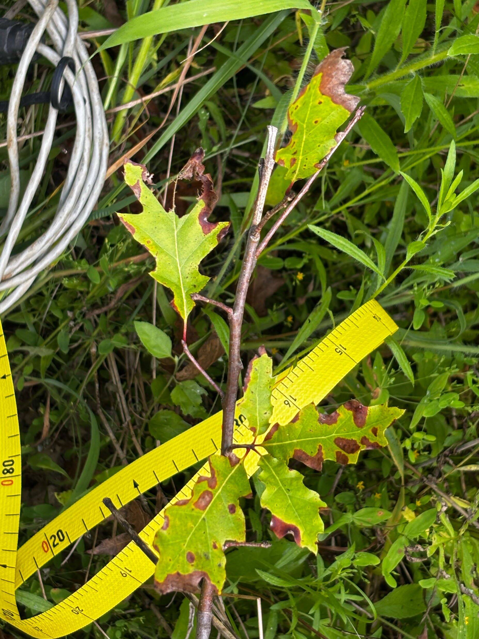 tree sapling
