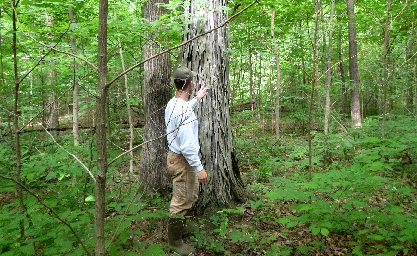 Proactive conservation in action: RES expands bat bank to meet current and future regulatory needs
