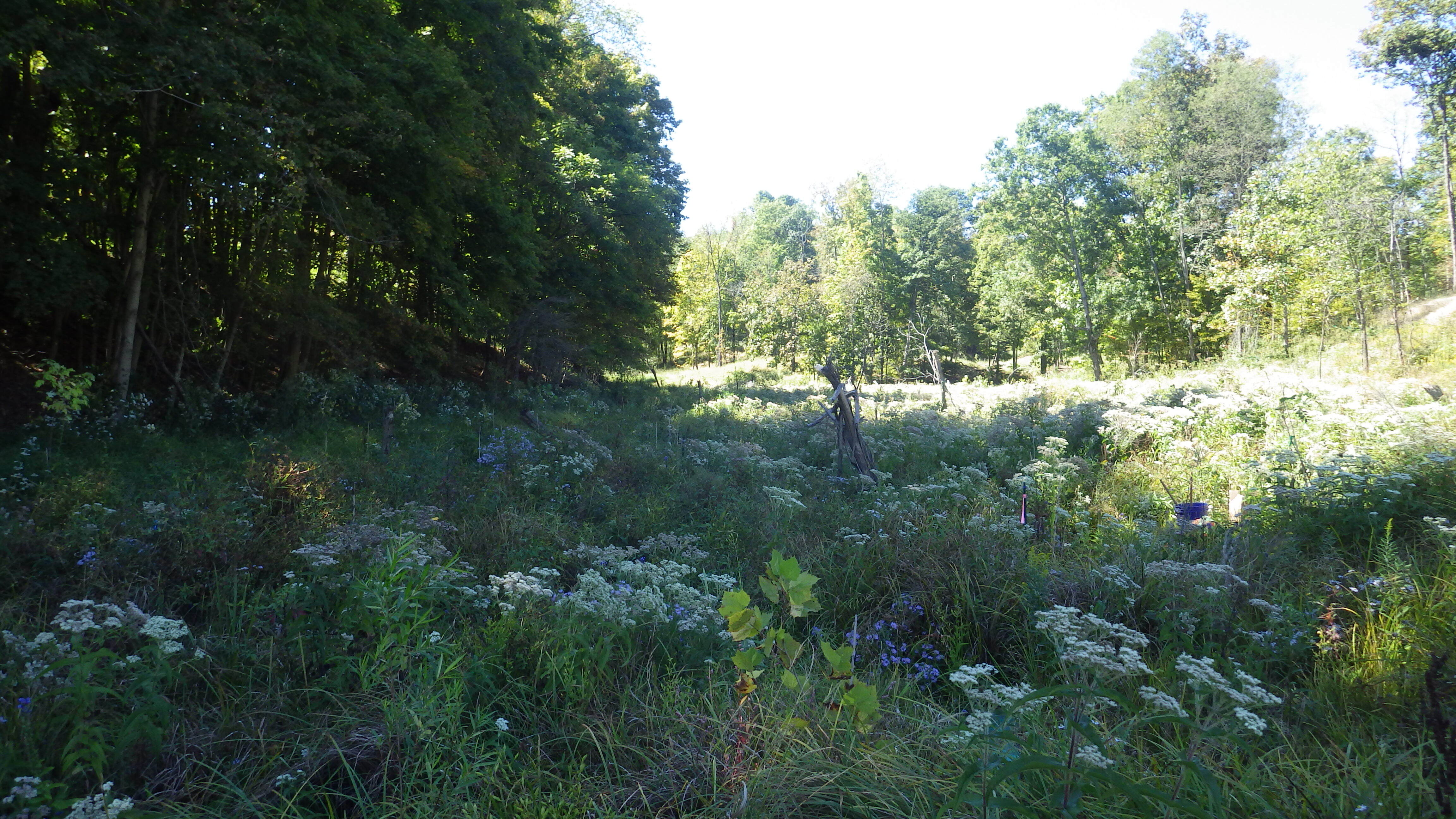 Restoring ecosystems with RES: Ecological offsets and turnkey solutions