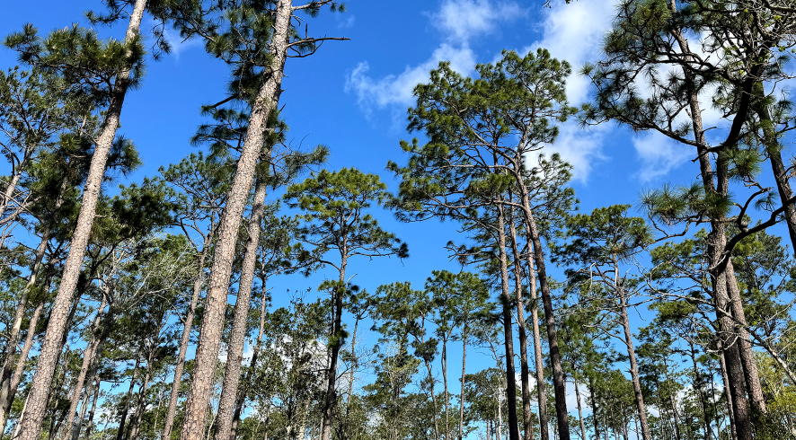 Sam Houston Jones State Park: Restoring resilience in southwest Louisiana's forests StoryMap
