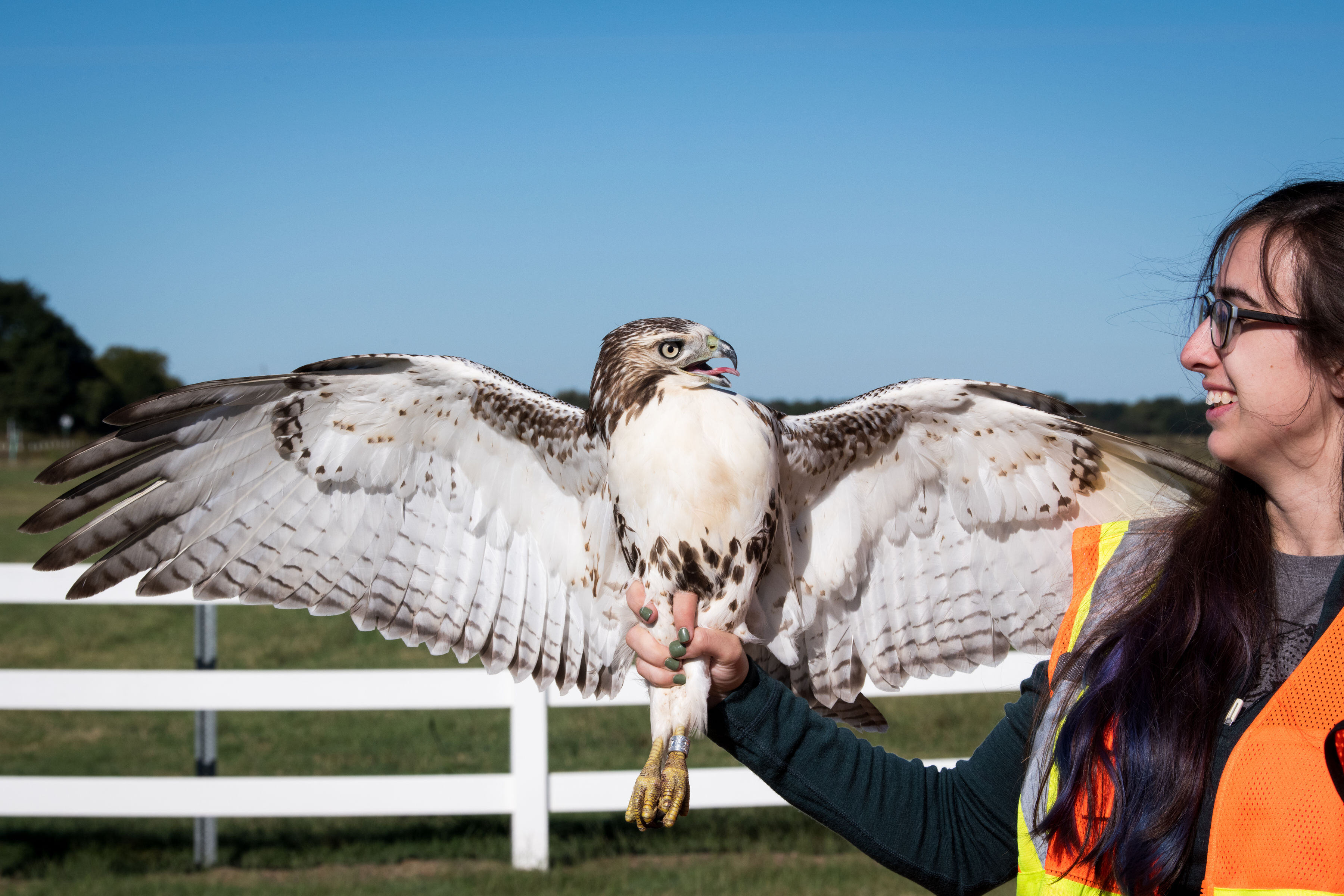 The hawk wranglers of Riverby Ranch: Collecting data on raptors