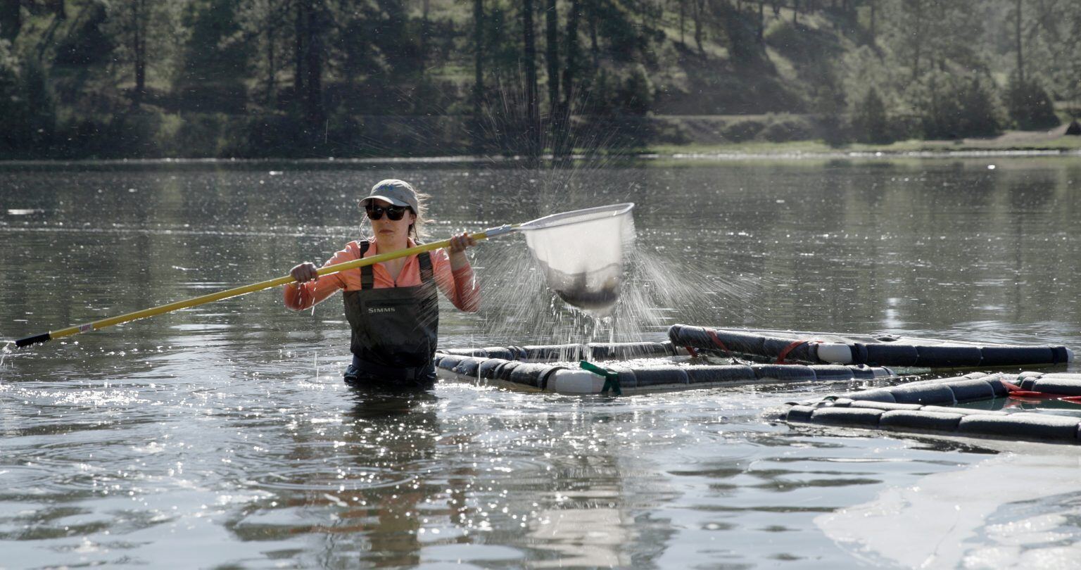 RES fisheries staffer Olivia Vosburg begins moving a sucker from a net pen to the USFWS hatchery transport truck at JC Boyle Reservoir in May. Photo credit: Shane Anderson, Swiftwater Films 