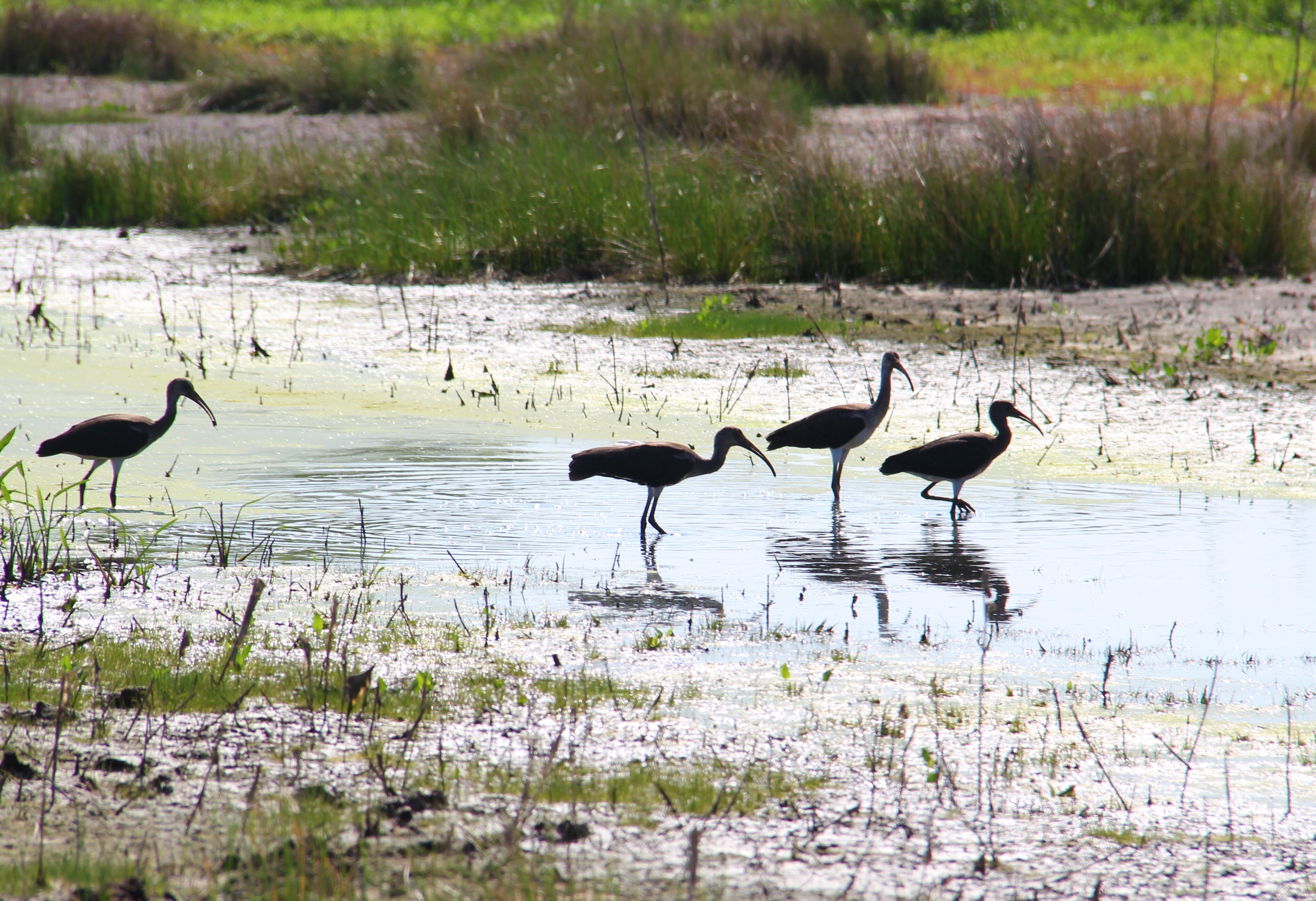 Investing in research: Studying the birds of Riverby