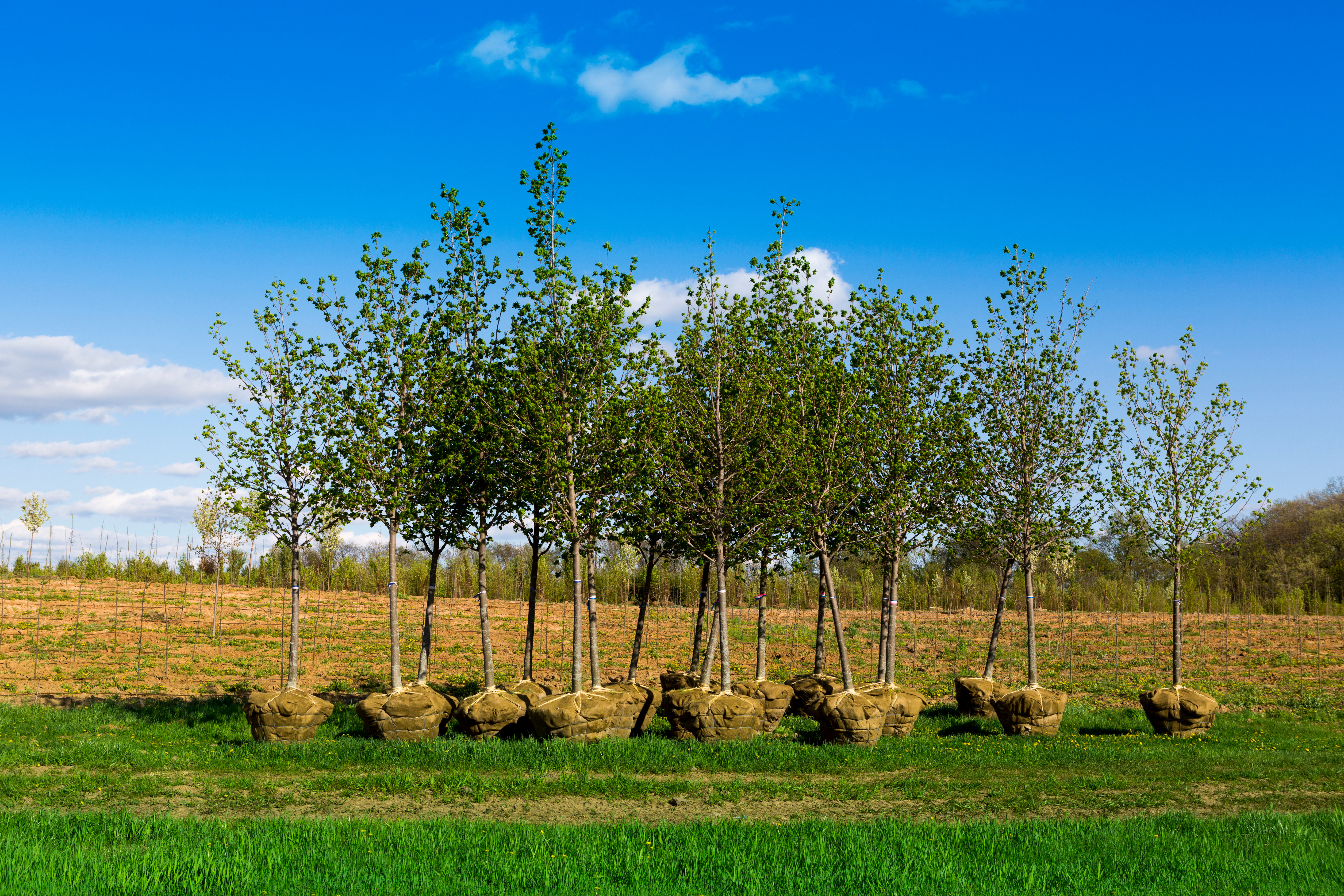 Choosing the right tree just got easier: An interview with a RES Arborist
