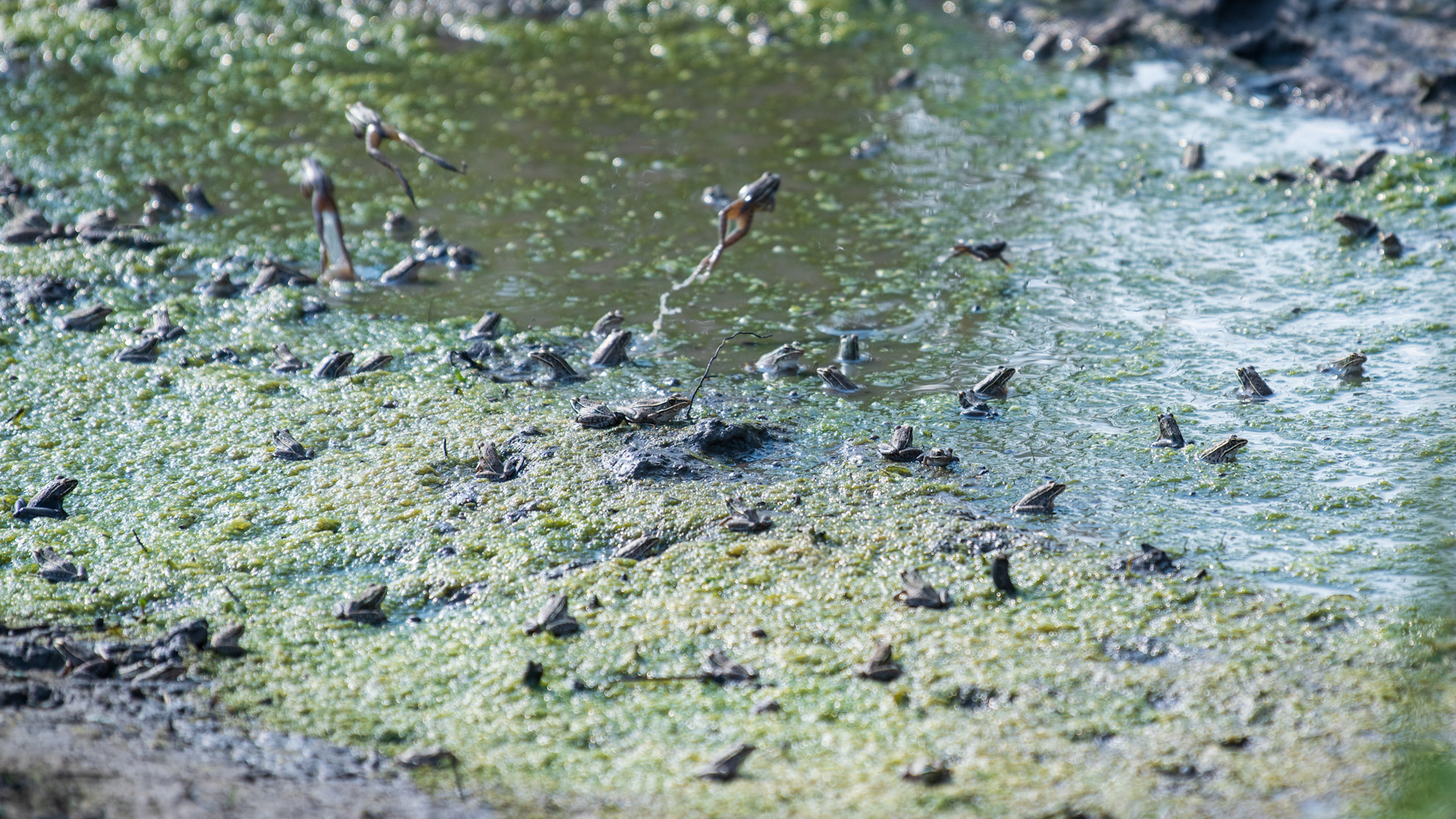 Amphibian explosion: Wildlife responses to wetland restoration