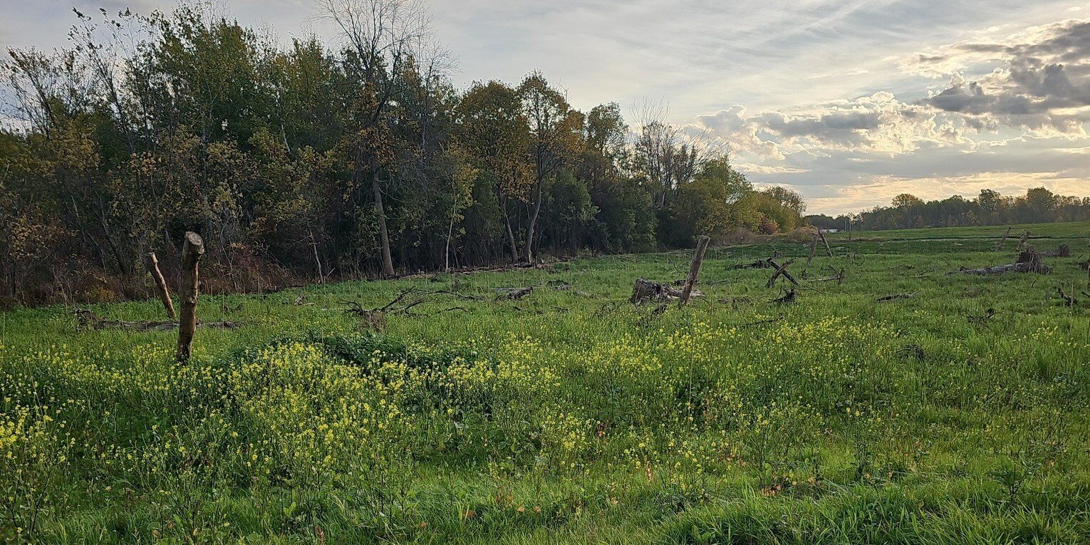 When wetland mitigation becomes a critical path solution